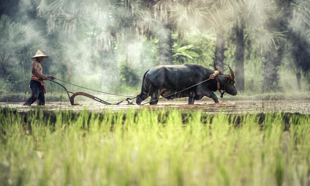 Article : Tchad : les conflits agriculteurs-éleveurs, une autre crise en milieu rural