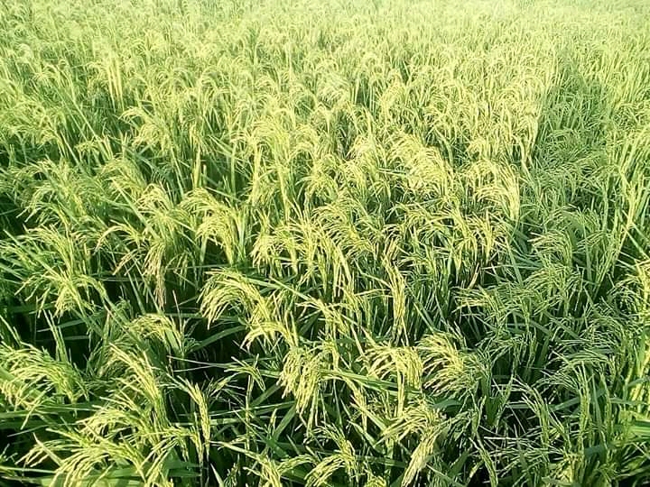 Article : Covid-19 au Tchad : une année agricole menacée